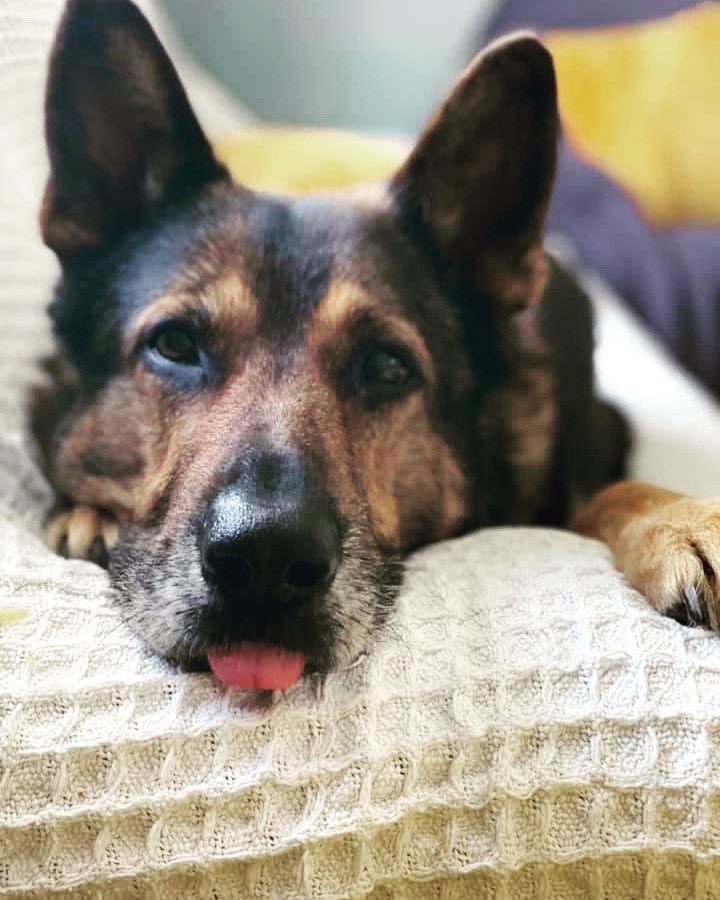 K9Finn's tweet photo. If you could describe #FabulousFinn in 3 words what would they be?
#FinnsLawPart2 #FinnsLaw #dog #beave #hero #loyal #bestfriend #k9hero https://t.co/6o7H0Azjgx