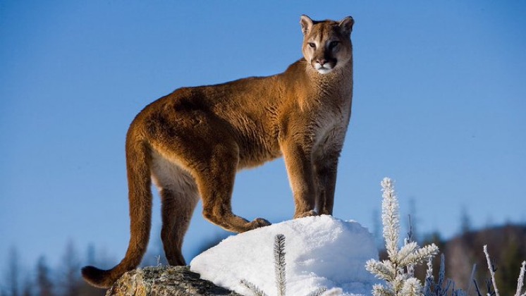 CerfiaFR's tweet photo. 🇧🇷 FLASH |  Le #lion de montagne, une espèce de #Puma censée être éteinte au #Brésil a fait retour à Rio. 

(BFMTV) #animaux https://t.co/YhT0bbd0sA