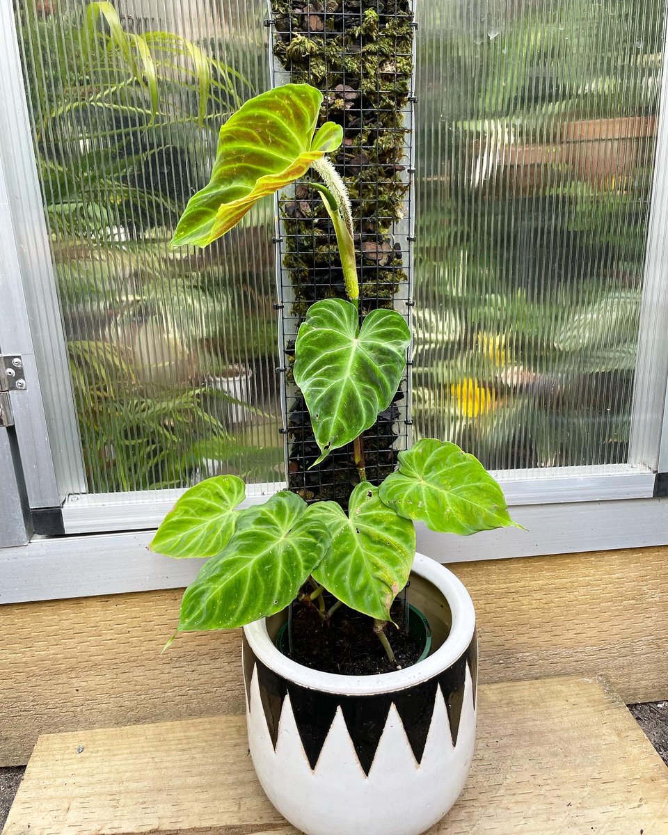 plant_jungle's tweet photo. The Philodendron verrucosum is loving Spring at the moment #newleaf 🎉 celebrate the little things!! 🙈🌿✨
-
#happysunday #philodendron #philodendronverrucosum #mosspole #jungle #foliage https://t.co/JOb1eZNgU7