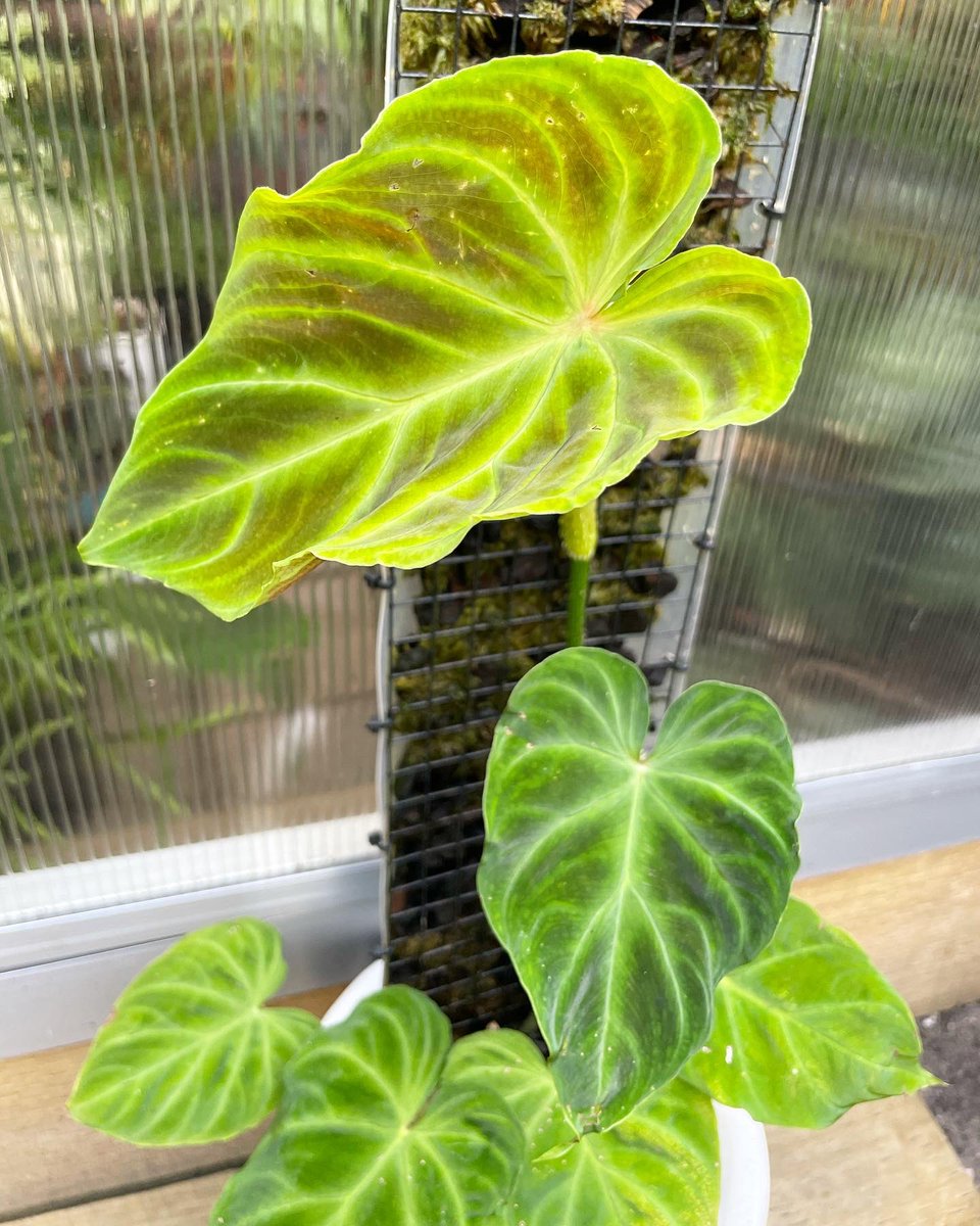 plant_jungle's tweet photo. The Philodendron verrucosum is loving Spring at the moment #newleaf 🎉 celebrate the little things!! 🙈🌿✨
-
#happysunday #philodendron #philodendronverrucosum #mosspole #jungle #foliage https://t.co/JOb1eZNgU7