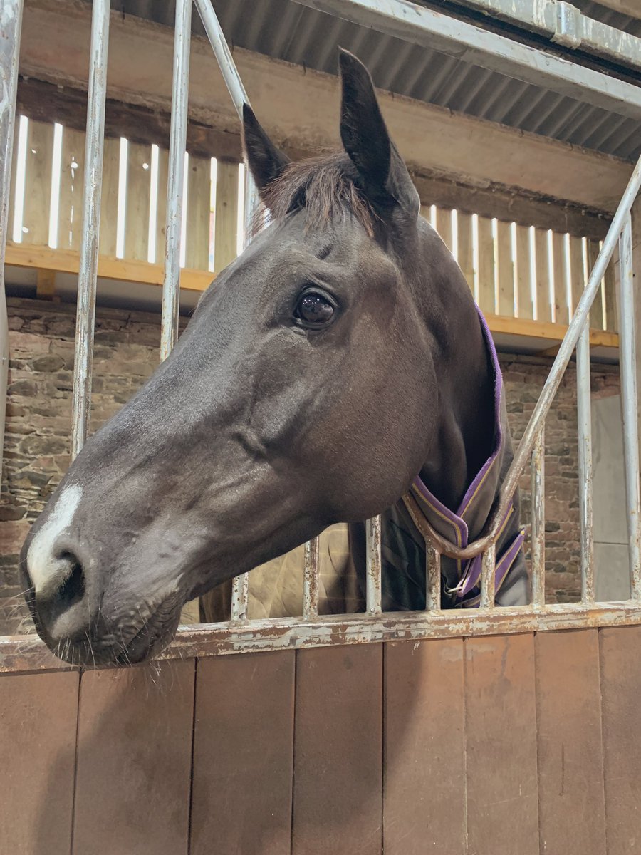 JStephenRacing's tweet photo. Our 2 new additions settling in well 😍🏇 #newhorses #newyard https://t.co/b5JBfHvm8L