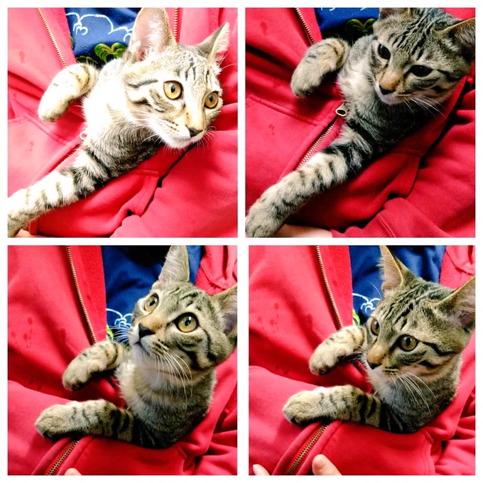抱っこ大好きシャブ太郎🐈 