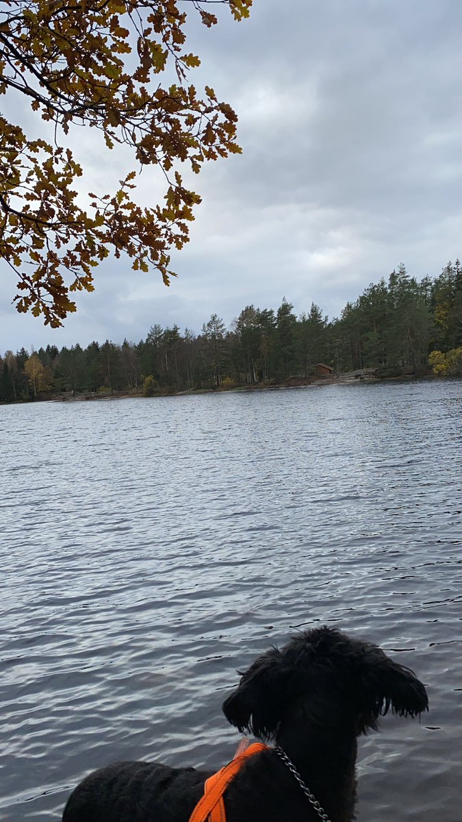 fscheie1's tweet photo. Favoritt plassen.
Tur i marka med skjønne Ronja.
#Frogn #Frognmarka #Fritid #Natur #Utiskogen #Søndag https://t.co/OB0U1jDSKC