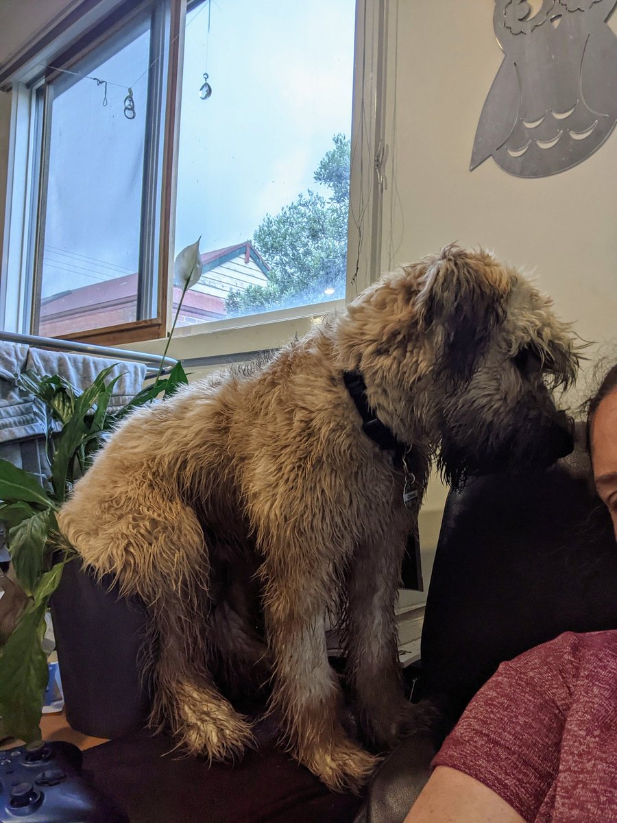 OberonWheaten's tweet photo. I have found that if I sit beside my humans and watch the food while they are eating, I can sometimes steal some when they aren't looking. Bonus if I can rest my tushie in the pot plant too. #snacktime #ILikeSnacks #GreenBum https://t.co/dyFkF08rxk