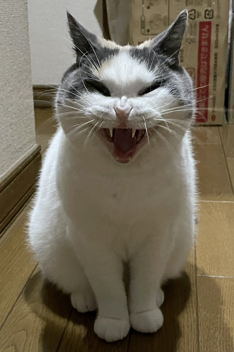 うちの猫はとってもかわいいのになぜか可愛く撮影できない 飼い主さんたちの失敗写真 これはこれでよい 写真におさめようと思ったら Togetter