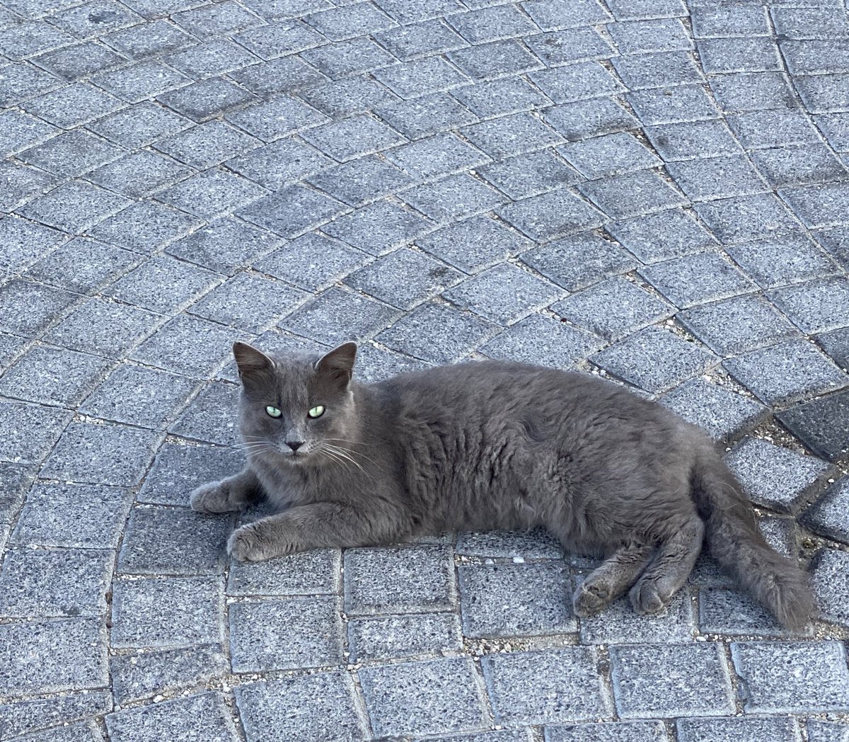 aliciaknight8's tweet photo. I want to be a cat lady on a beach in 🇬🇷 #CatsofMykonos #Travel #Mykonos https://t.co/OFgQlXiSRH