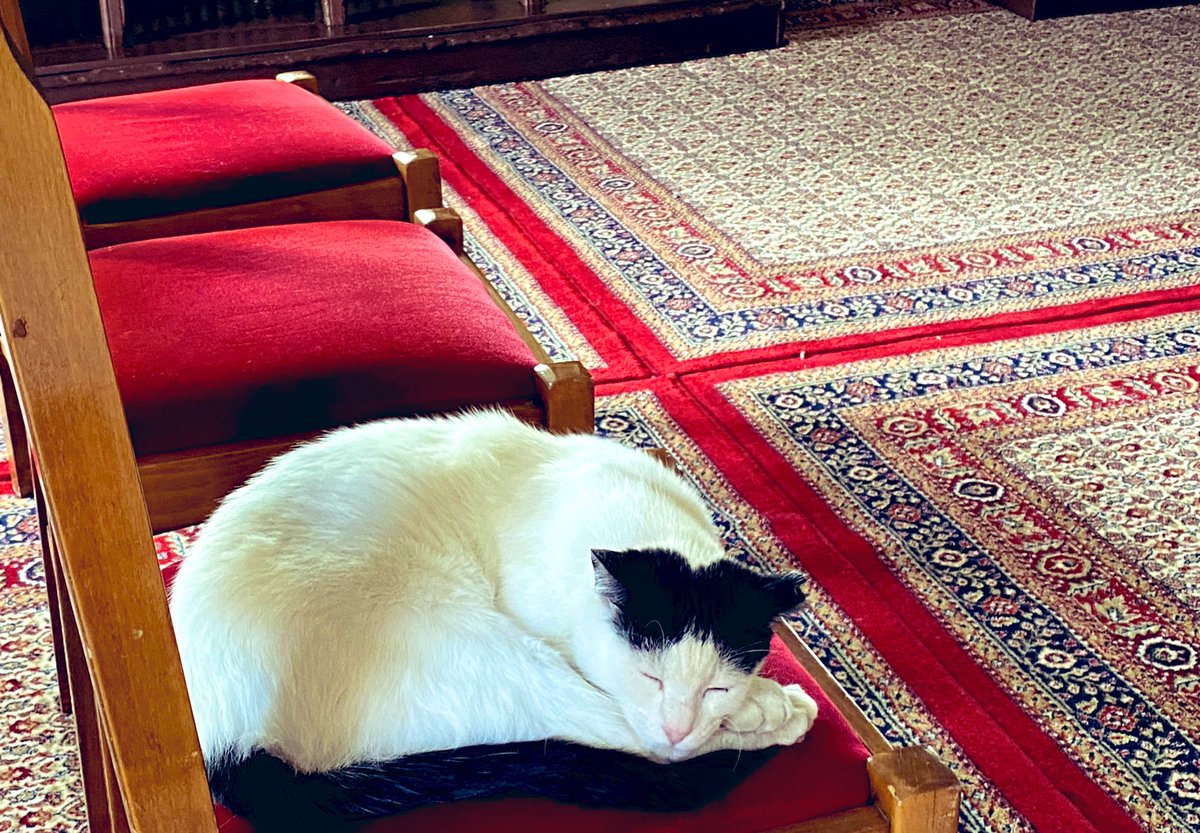 aliciaknight8's tweet photo. I want to be a cat lady on a beach in 🇬🇷 #CatsofMykonos #Travel #Mykonos https://t.co/OFgQlXiSRH