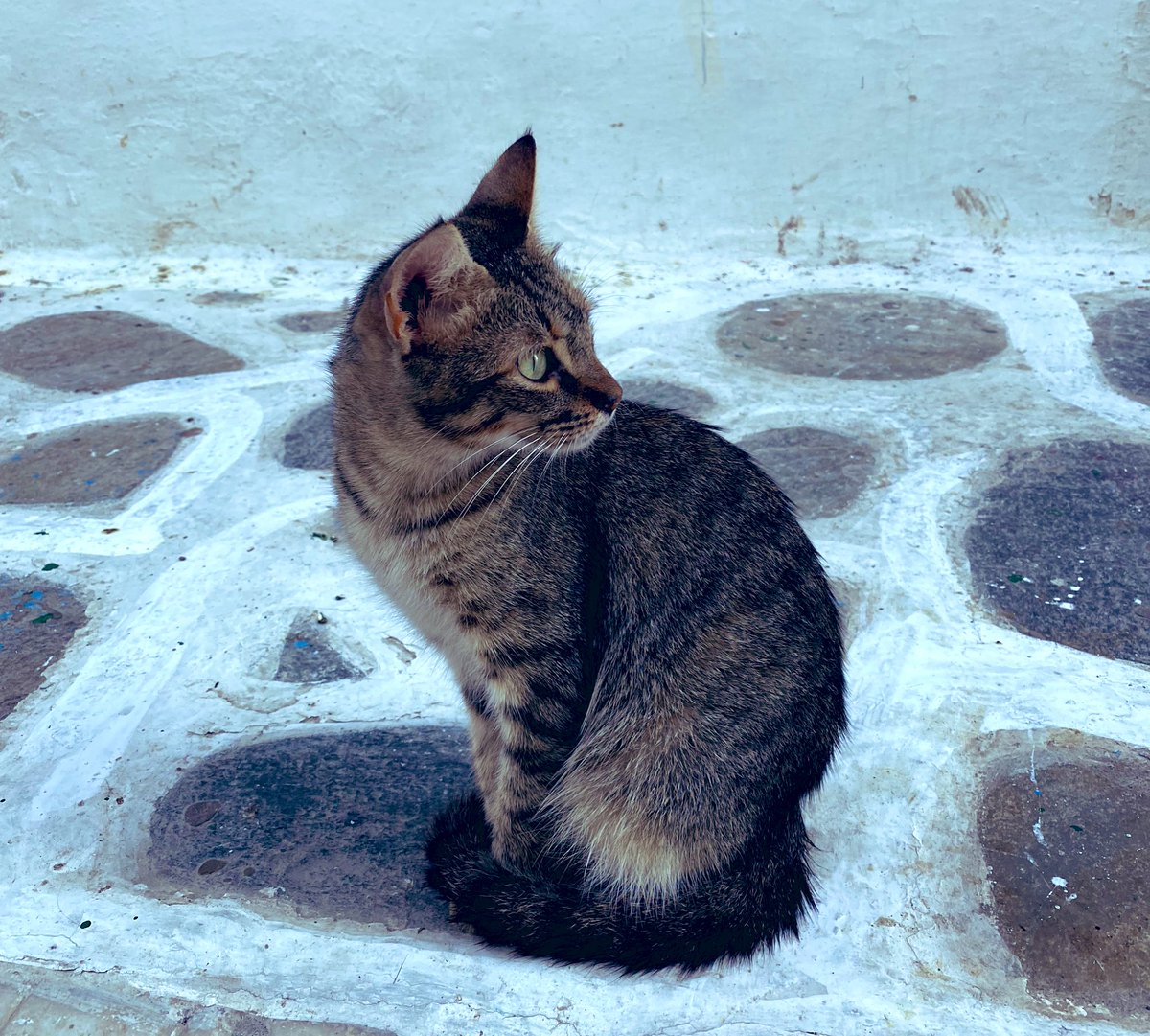 aliciaknight8's tweet photo. I want to be a cat lady on a beach in 🇬🇷 #CatsofMykonos #Travel #Mykonos https://t.co/OFgQlXiSRH