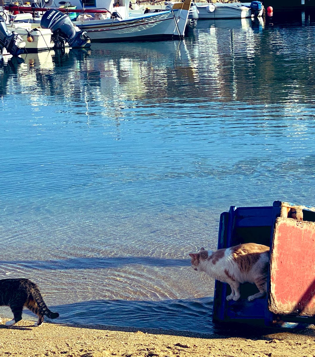 aliciaknight8's tweet photo. I want to be a cat lady on a beach in 🇬🇷 #CatsofMykonos #Travel #Mykonos https://t.co/OFgQlXiSRH