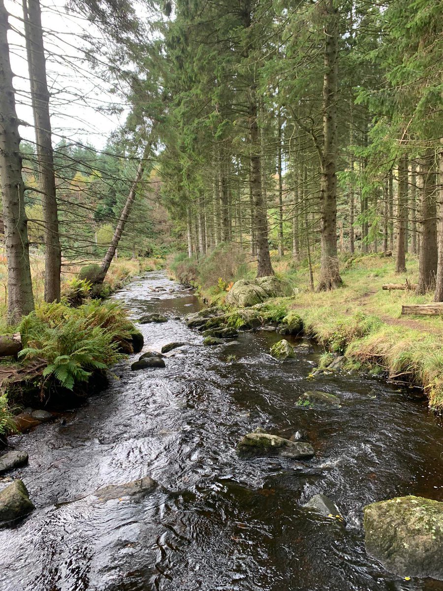 So it’s been a while…but it’s time for us to get back out and about again. So we decided to go back to where we started. The absolutely beautiful Maryculter Woods. If you haven’t gone for a walk there you really should. Highly recommend it.