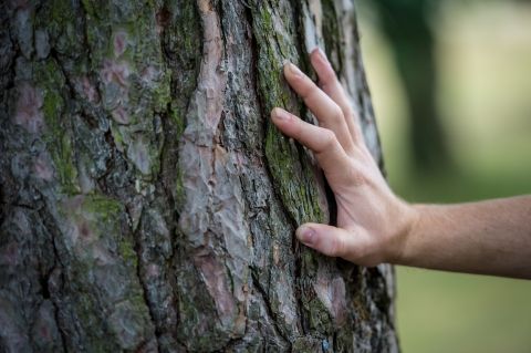DevonWildlife's tweet photo. Scanniclift Copse, a small nature reserve near Exeter, was left to DWT by Kathleen Dorothy Gifford Scott in 1984. DWT manages this beautiful woodland for wildlife, home to rare horseshoe bats. Find out how a gift in your Will can help Devon's wildlife 👉 https://t.co/8tYjXZfuAK https://t.co/V78EMGRupo