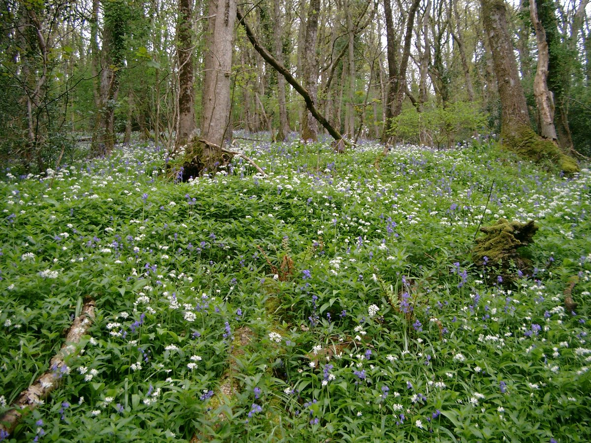 DevonWildlife's tweet photo. Scanniclift Copse, a small nature reserve near Exeter, was left to DWT by Kathleen Dorothy Gifford Scott in 1984. DWT manages this beautiful woodland for wildlife, home to rare horseshoe bats. Find out how a gift in your Will can help Devon's wildlife 👉 https://t.co/8tYjXZfuAK https://t.co/V78EMGRupo