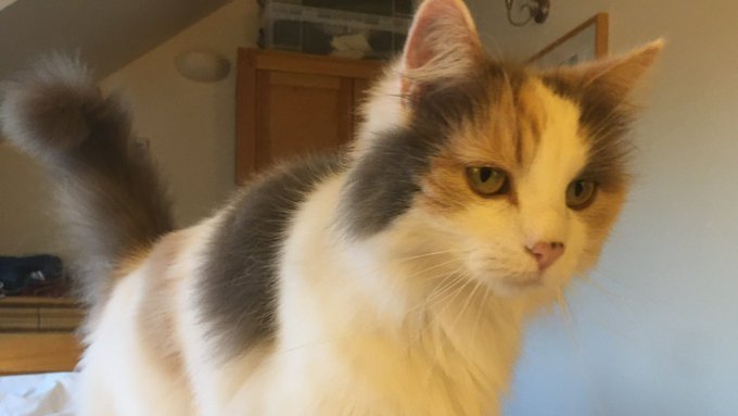 SusanCalman's tweet photo. Susan's #CatOfTheDay is Florence.

Thank you @LisaTownsend for sharing this pic! https://t.co/zWYlDde8JT
