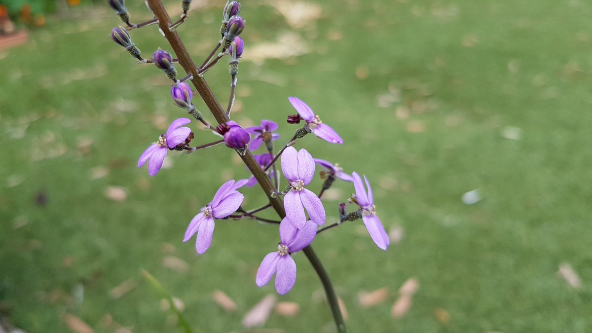lucy_commander's tweet photo. 7 species of #Stylidium in flower in my garden, 5 in flower this weekend, 1 favourite: S. violaceum
#inmygarden from @FriendsKP plant sale #ozflora #triggerplant #backyardbiodiversity #flowerphoto https://t.co/AofEyw8BCp