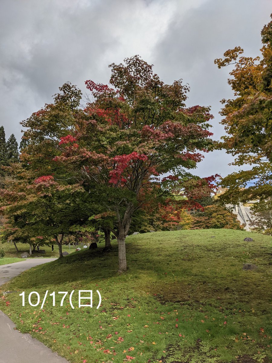 hakodate_rowa's tweet photo. 中野ダム公園のここ２週間の移り変わり。
青空と紅葉。
#函館　#紅葉 https://t.co/6j4Iz3XC0J