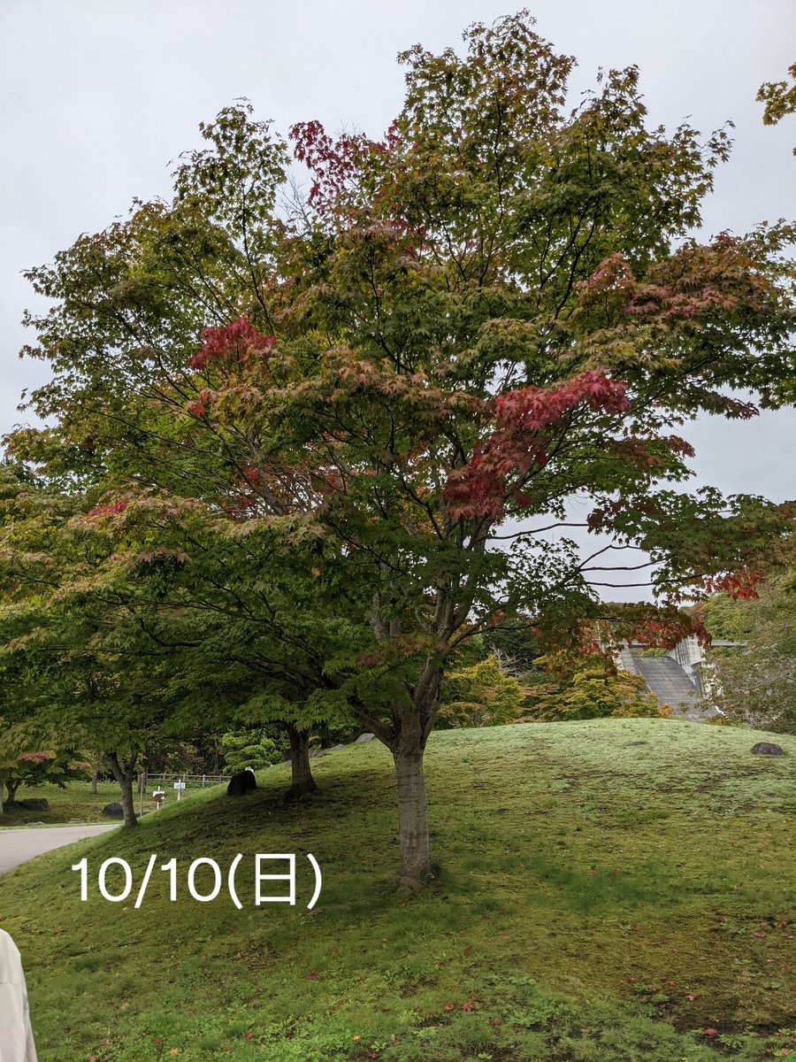 hakodate_rowa's tweet photo. 中野ダム公園のここ２週間の移り変わり。
青空と紅葉。
#函館　#紅葉 https://t.co/6j4Iz3XC0J
