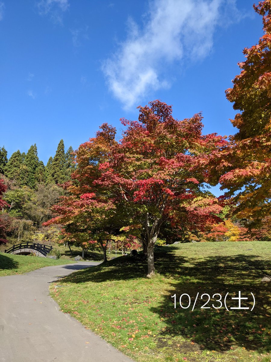 hakodate_rowa's tweet photo. 中野ダム公園のここ２週間の移り変わり。
青空と紅葉。
#函館　#紅葉 https://t.co/6j4Iz3XC0J