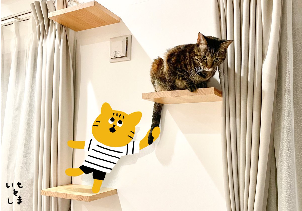 家族がやってるいもちゃんと、架空のともだちねこ・しまちゃんのアカウントをみてくださいね。
https://t.co/XyB79cwNmU 