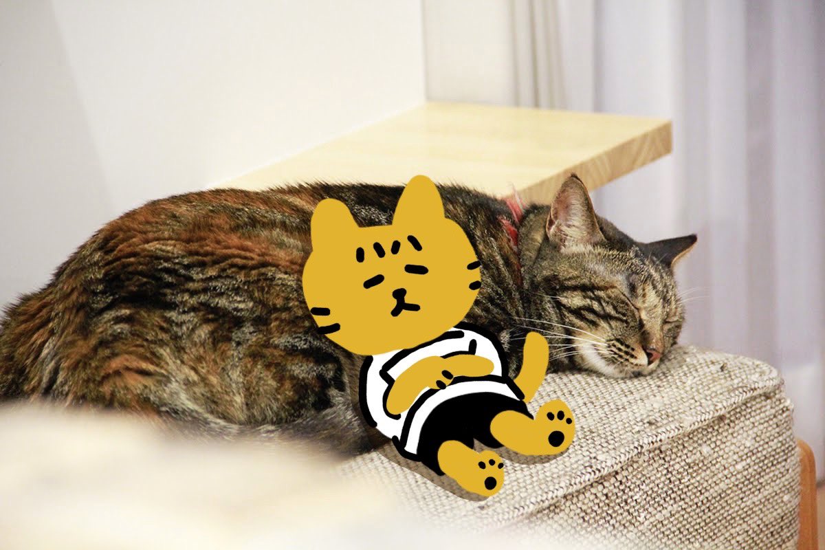 家族がやってるいもちゃんと、架空のともだちねこ・しまちゃんのアカウントをみてくださいね。
https://t.co/XyB79cwNmU 