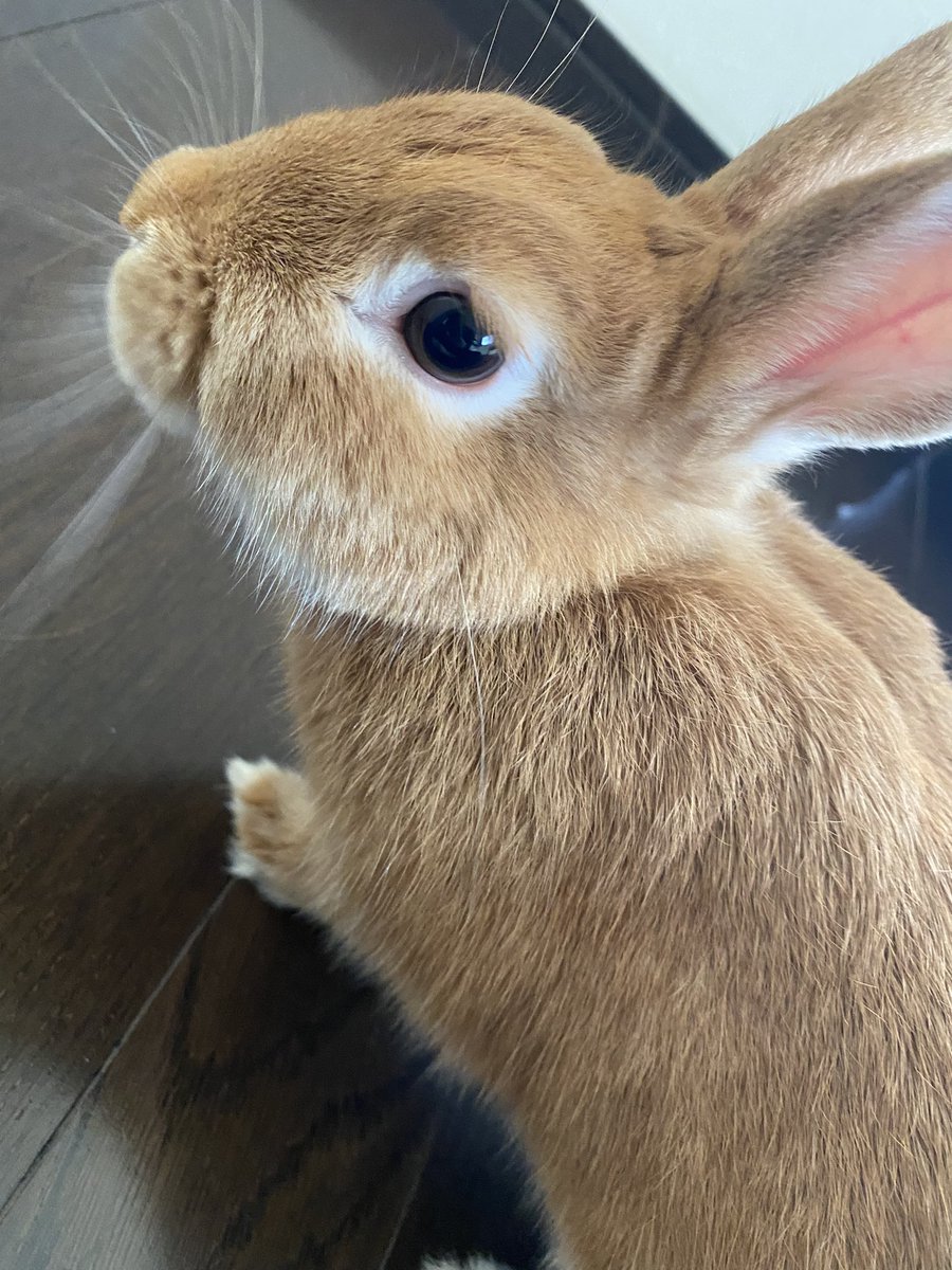 B__o_ss's tweet photo. リビングが冬仕様になり
少し違う匂いがして挙動不審です🤭 https://t.co/f5VGH6IxOt