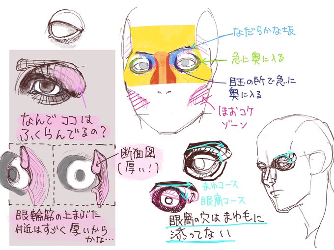 目の周りがわからないので自分の顔で観察
・眼窩のフチに沿って眉毛が生えていると思っていたけど、眉尻の方は沿ってない
・上まぶたの外側が膨らんでるのは眼輪筋が厚いせい?
・眼窩をいじりまくると気持ち悪くなるので程々にした方が良い(個人的見解)

#日々描く 