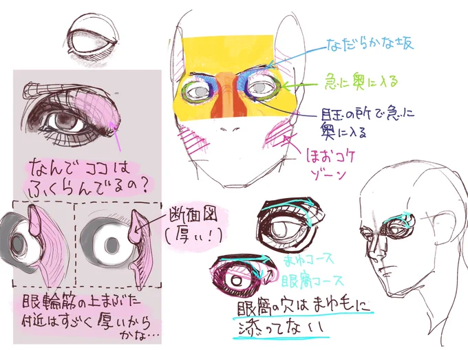 目の周りがわからないので自分の顔で観察
・眼窩のフチに沿って眉毛が生えていると思っていたけど、眉尻の方は沿ってない
・上まぶたの外側が膨らんでるのは眼輪筋が厚いせい?
・眼窩をいじりまくると気持ち悪くなるので程々にした方が良い(個人的見解)

#日々描く 