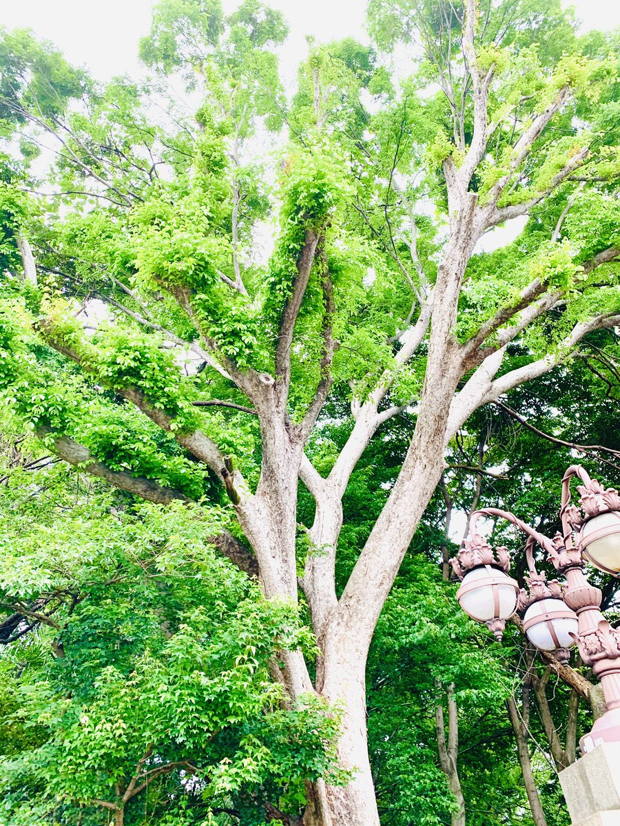 生きることは
老いることは
神秘であり
奇跡の連続✨

ただこれを感じてみましょう