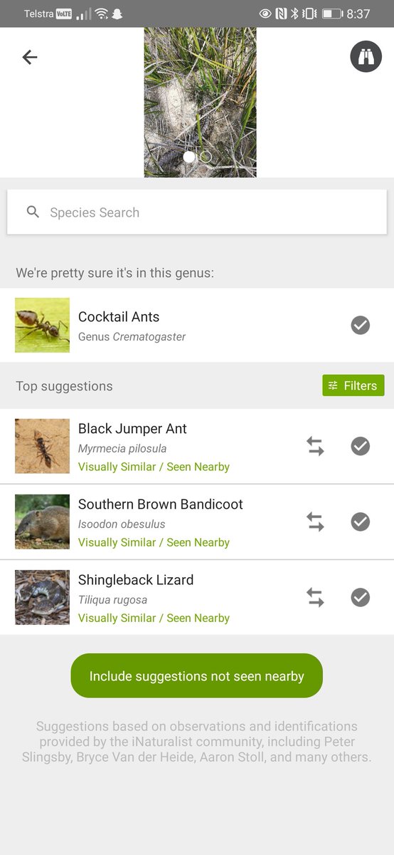 SophHammond's tweet photo. Nothing says 'that's a shit photo' quite like iNat suggesting a #sleepylizard could be cocktail ants 😅 #GSB2021 @Seamus_Doherty_ https://t.co/QXSKNjK2O5