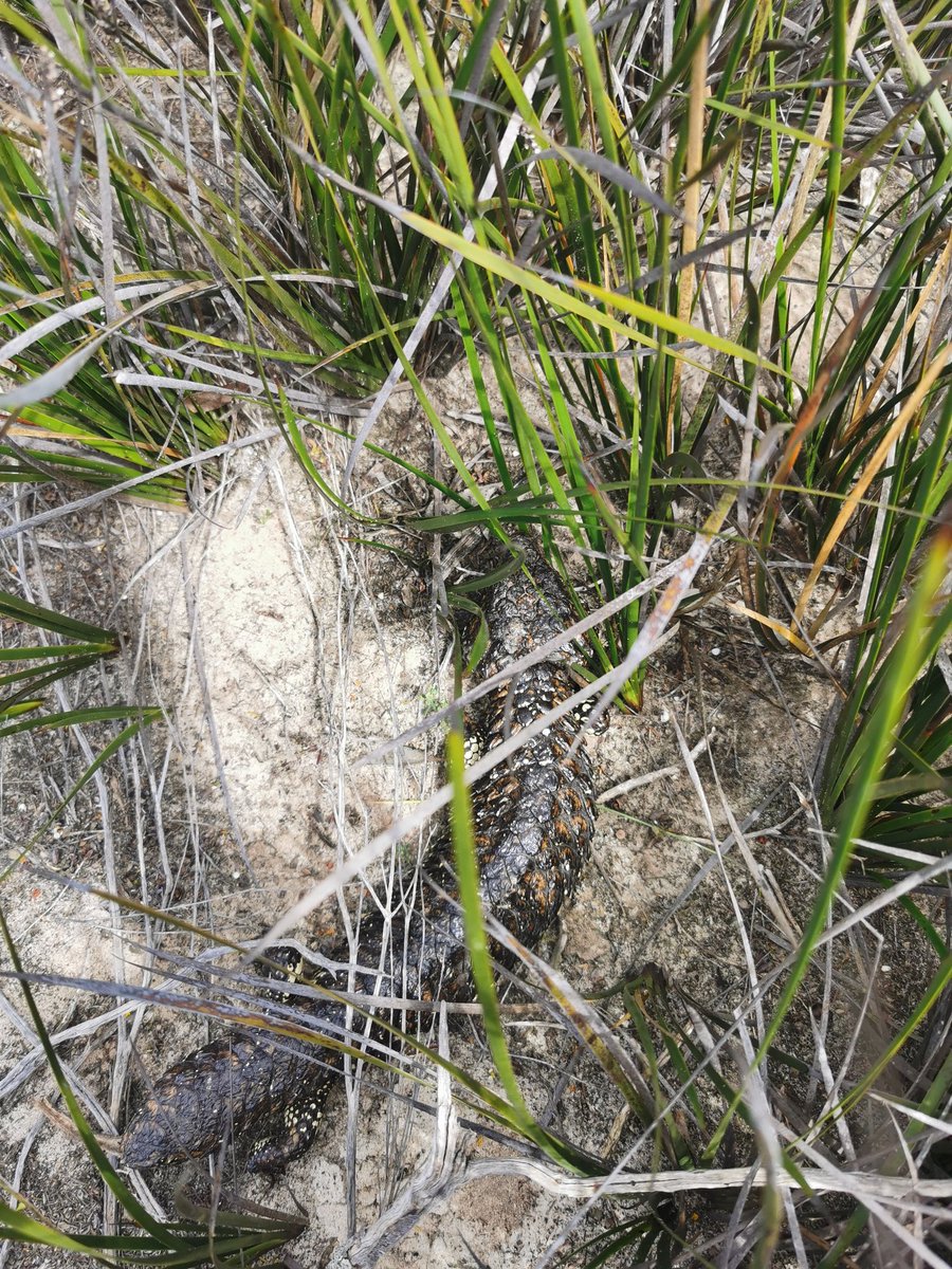 SophHammond's tweet photo. Nothing says 'that's a shit photo' quite like iNat suggesting a #sleepylizard could be cocktail ants 😅 #GSB2021 @Seamus_Doherty_ https://t.co/QXSKNjK2O5