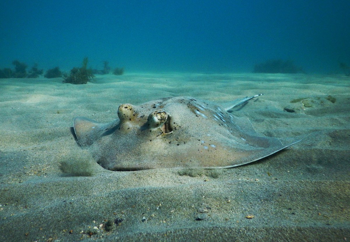 SeaSnakeBlanche's tweet photo. Coral Sea mask ray, Neotrygon trigonoides
#CoralSeamaskray #maskray #bluespotmaskray #Neotrygon #Neotrygontrigonoides #Yunbenun #WulgurukabaCountry https://t.co/VtWKD9Rk9j