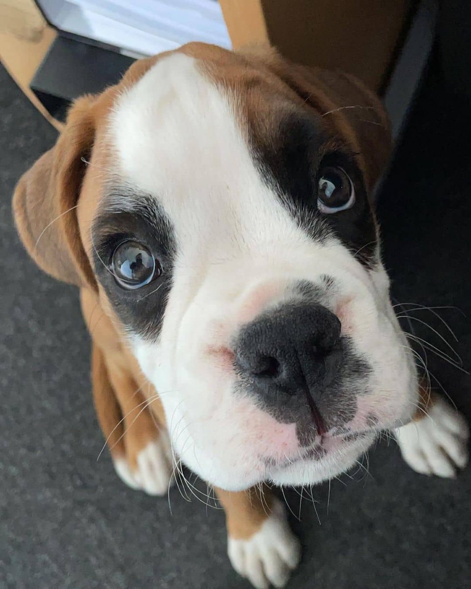 Boxerlover02's tweet photo. Hello
Lovely
.
.#boxerlover
#boxerdoglover
#dogboxer
#boxerdogs
#boxerlife
#boxer
#boxerpuppy
#boxerdoglove
#boxerdogsoftwitter
#boxerlove
#boxers
#boxerlover02 https://t.co/r1M4FexwnZ