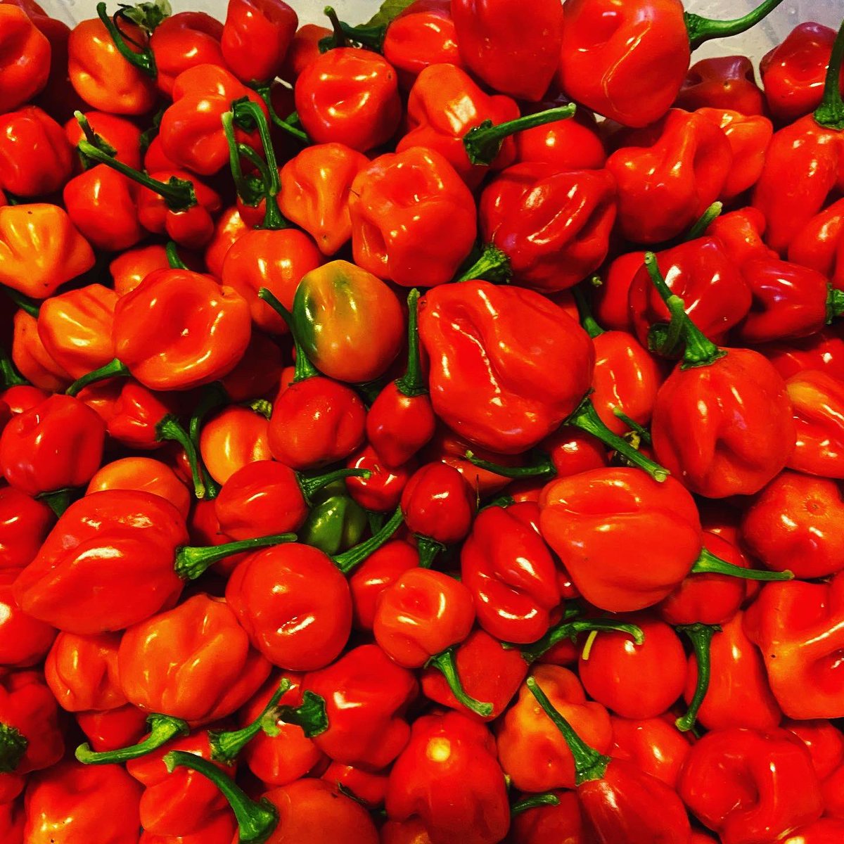 ChilliRogues's tweet photo. Fresh #wyevalley chillis still available! Check out our website or dm us for orders!
#shoplocal #supportsmallbusiness #forestofdean #wyevalley #chillies #chillie #mildchillies #hotchillies #superhotchillies #chillilove #chillipepper #healthyfood #cleanfood #chilliroguesarecomin https://t.co/dRCfuuLAad