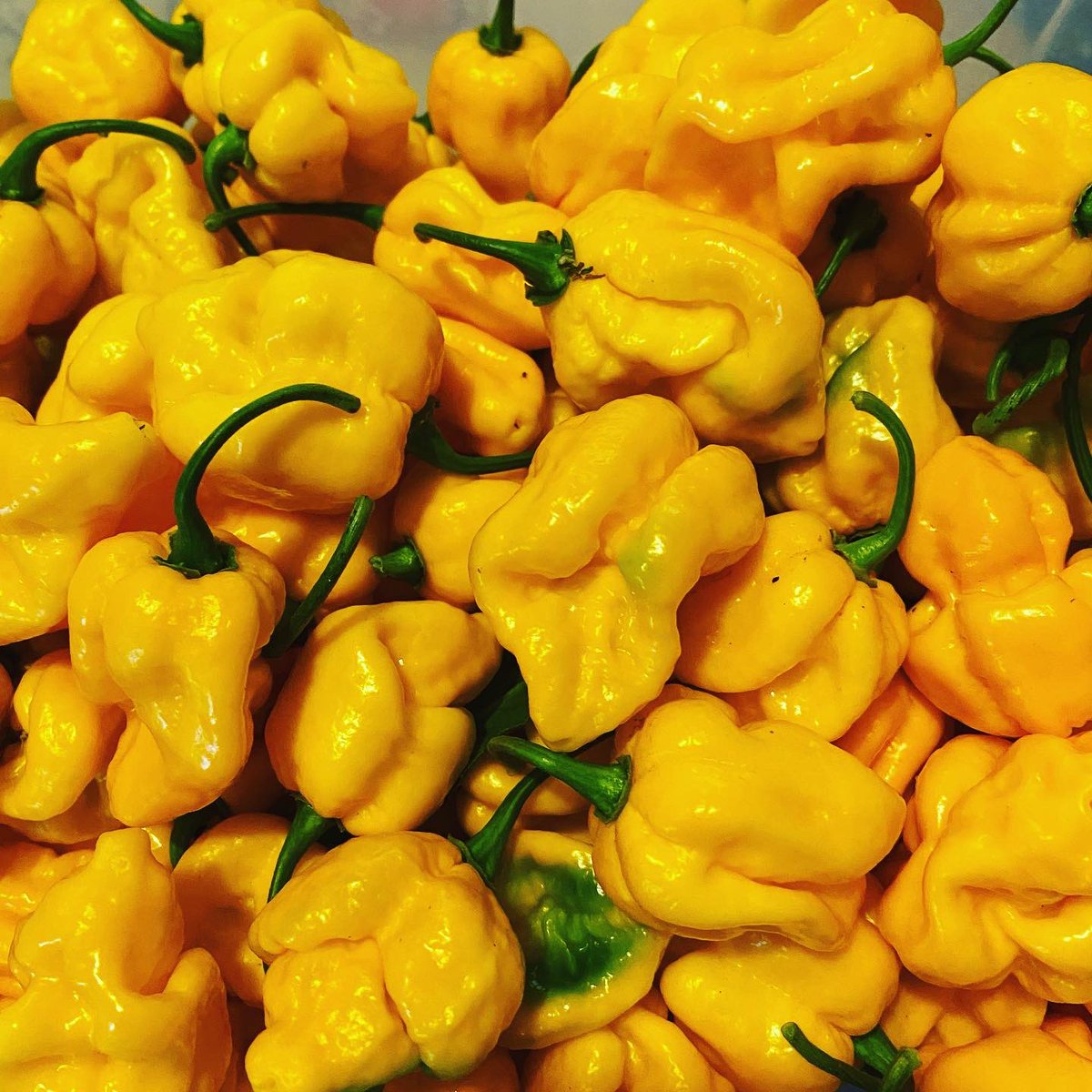 ChilliRogues's tweet photo. Fresh #wyevalley chillis still available! Check out our website or dm us for orders!
#shoplocal #supportsmallbusiness #forestofdean #wyevalley #chillies #chillie #mildchillies #hotchillies #superhotchillies #chillilove #chillipepper #healthyfood #cleanfood #chilliroguesarecomin https://t.co/dRCfuuLAad