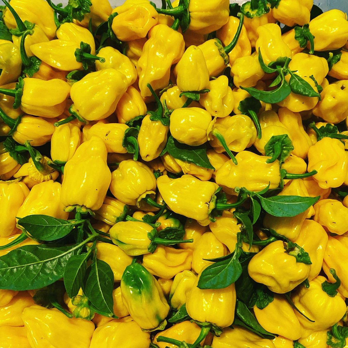 ChilliRogues's tweet photo. Fresh #wyevalley chillis still available! Check out our website or dm us for orders!
#shoplocal #supportsmallbusiness #forestofdean #wyevalley #chillies #chillie #mildchillies #hotchillies #superhotchillies #chillilove #chillipepper #healthyfood #cleanfood #chilliroguesarecomin https://t.co/dRCfuuLAad
