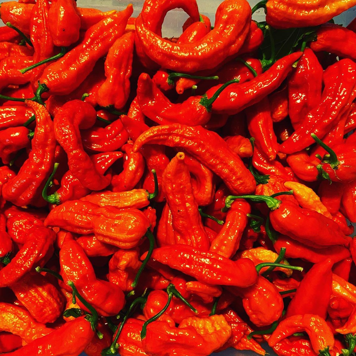 ChilliRogues's tweet photo. Fresh #wyevalley chillis still available! Check out our website or dm us for orders!
#shoplocal #supportsmallbusiness #forestofdean #wyevalley #chillies #chillie #mildchillies #hotchillies #superhotchillies #chillilove #chillipepper #healthyfood #cleanfood #chilliroguesarecomin https://t.co/dRCfuuLAad