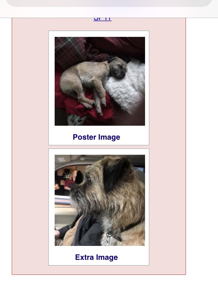 ErnieTiddlypom's tweet image. Here’s the details of little Nero who has been missing for a while now. I met his mum and dad yesterday. It can’t hurt to share his details ❤️