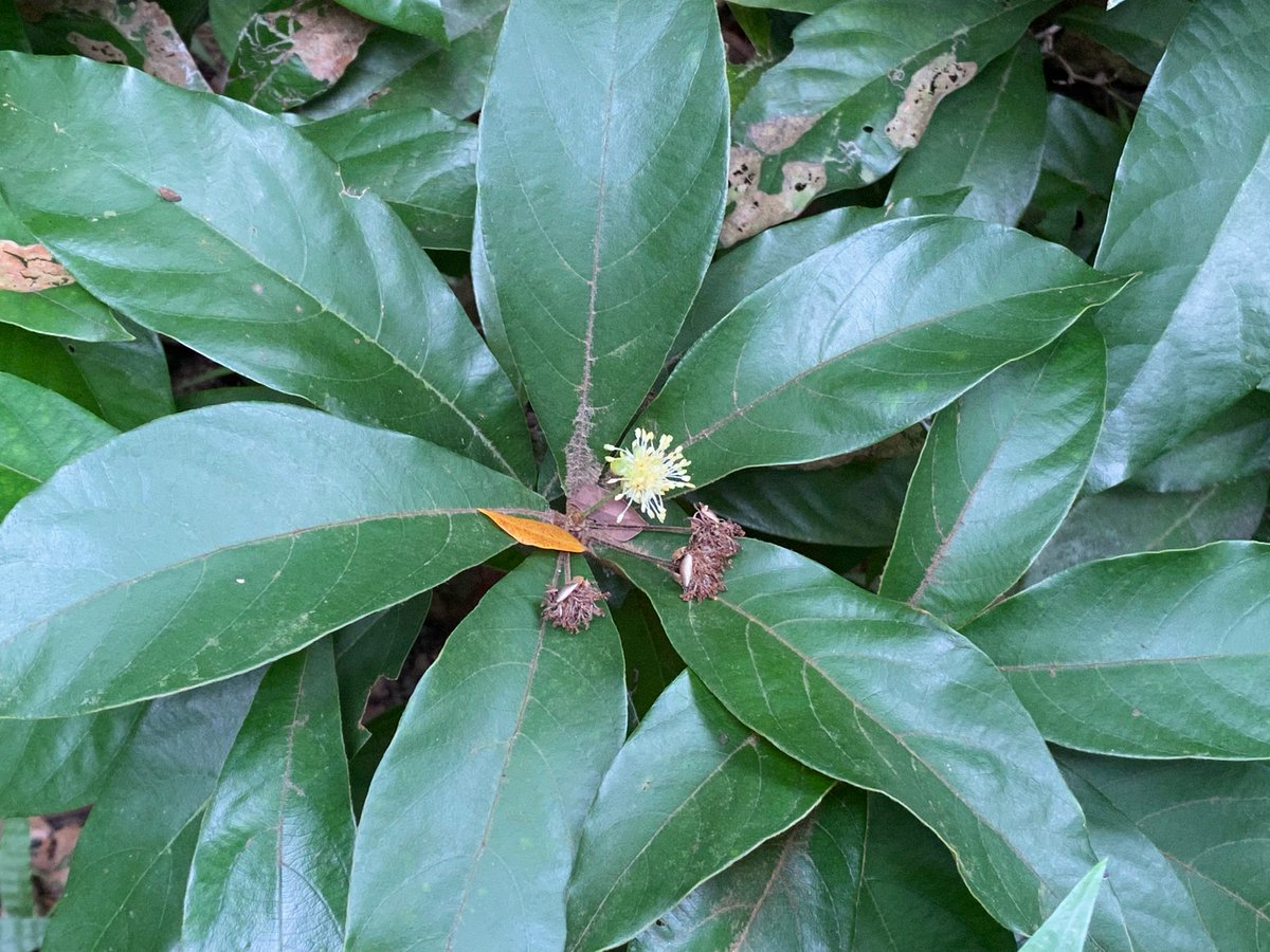 gunter_fischer's tweet photo. Medicinal properties have driven many plant species close to extinction in South China. Our rare #plant propagation and reintroduction program focuses on such species like #Litsea verticillata.Large populations have been reestablished in our #ForestRestoration sites #conservation https://t.co/46MFI2Nf7G