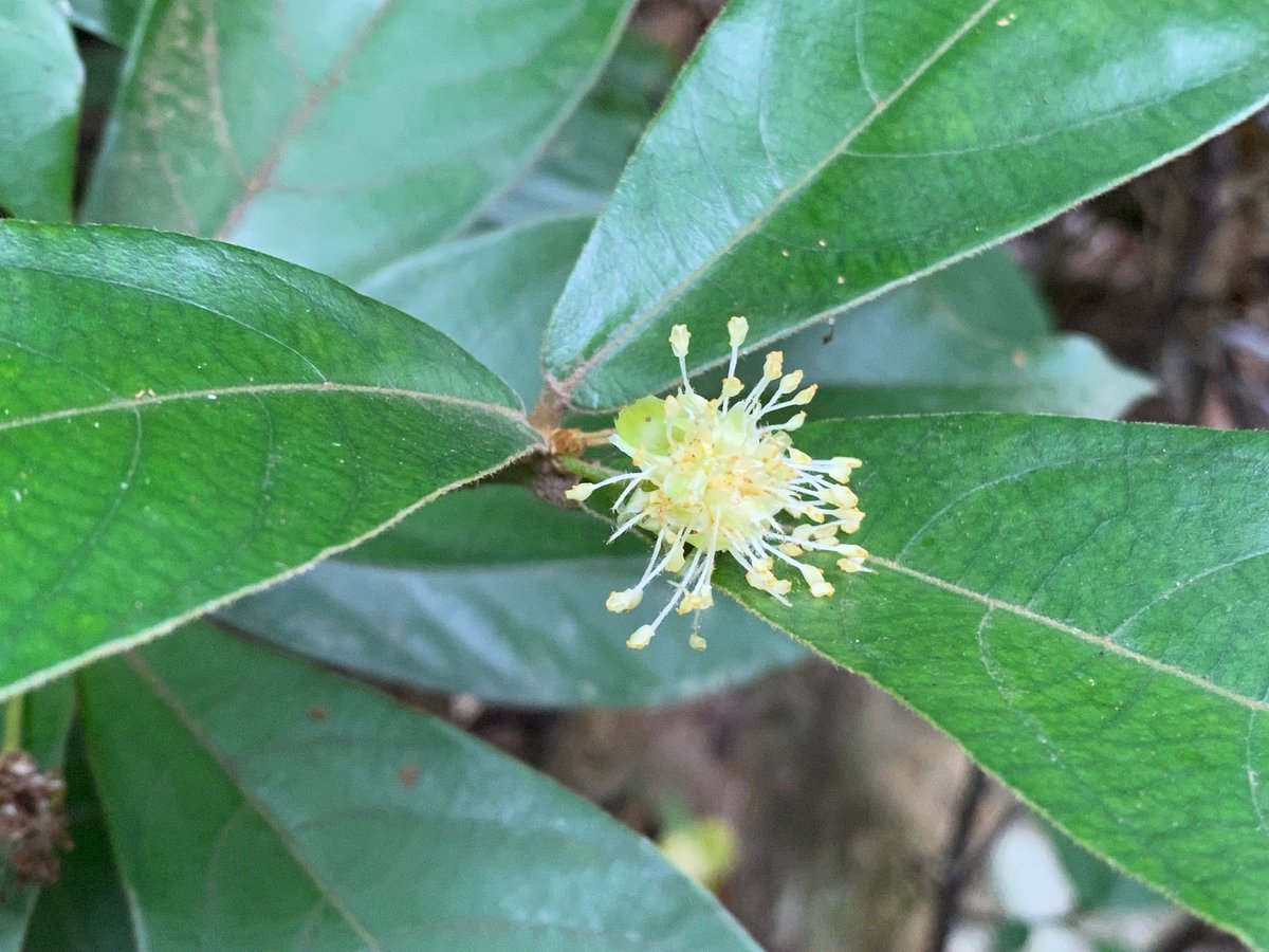 gunter_fischer's tweet photo. Medicinal properties have driven many plant species close to extinction in South China. Our rare #plant propagation and reintroduction program focuses on such species like #Litsea verticillata.Large populations have been reestablished in our #ForestRestoration sites #conservation https://t.co/46MFI2Nf7G