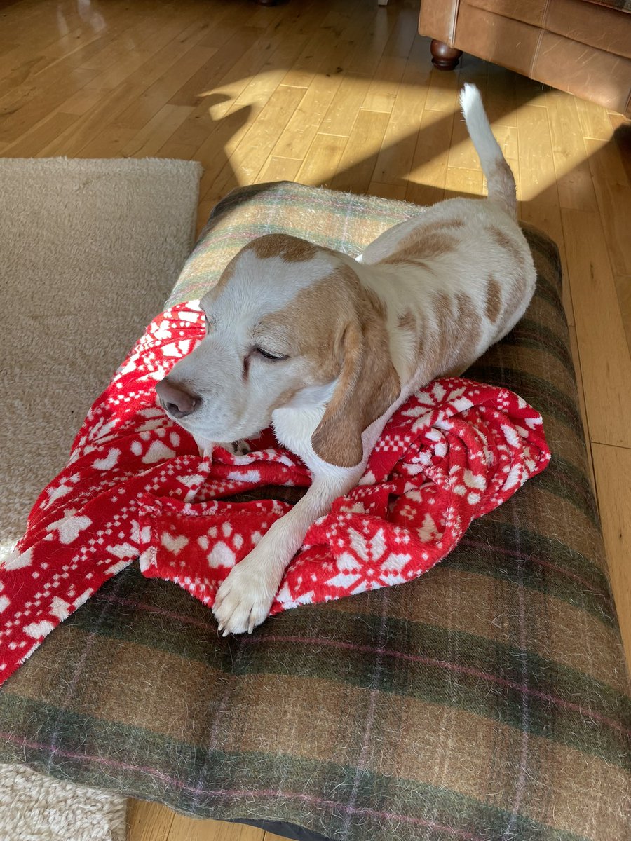 bluesbeagles's tweet photo. Apparently we honked so it was 🛀 time.  We keep saying they are not silk pyjamas, we are just wet! https://t.co/6SPnyJIiZV