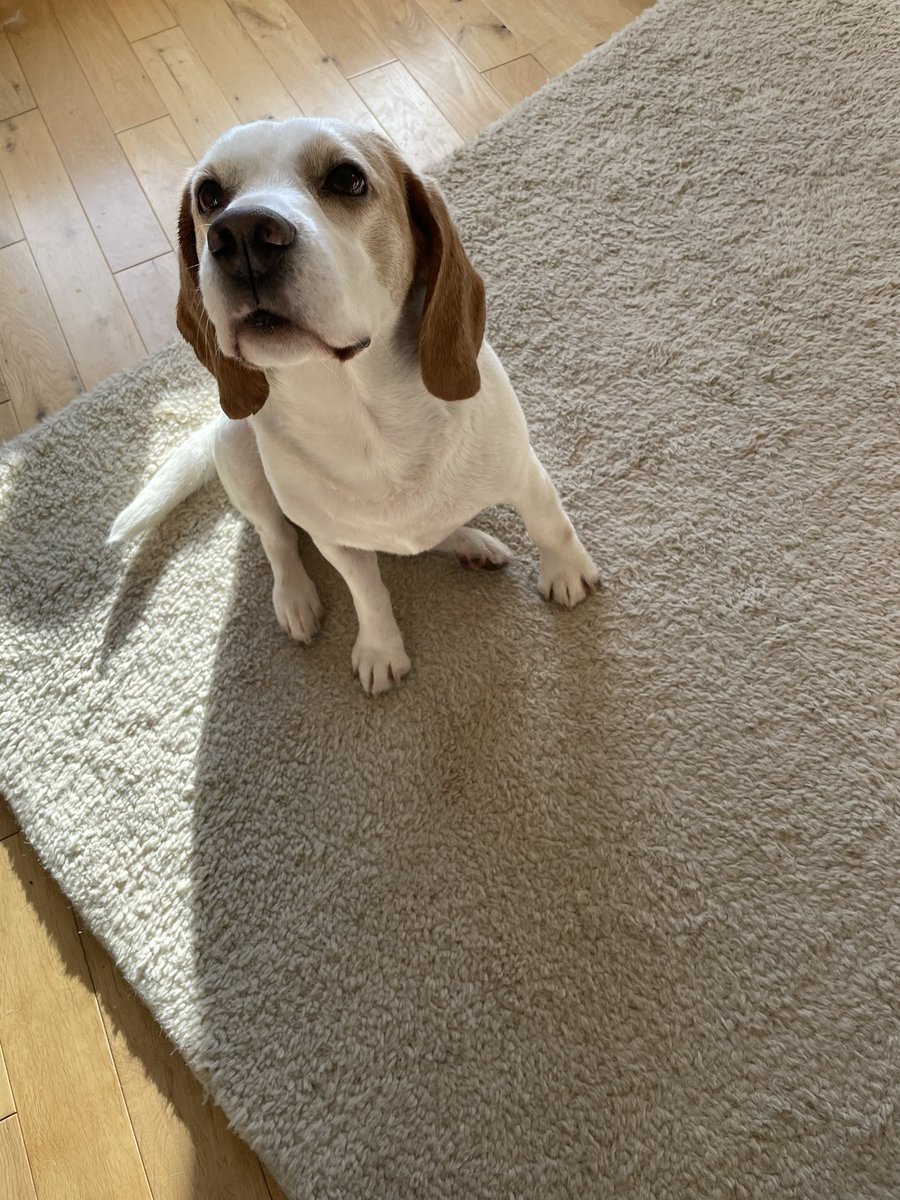 bluesbeagles's tweet photo. Apparently we honked so it was 🛀 time.  We keep saying they are not silk pyjamas, we are just wet! https://t.co/6SPnyJIiZV