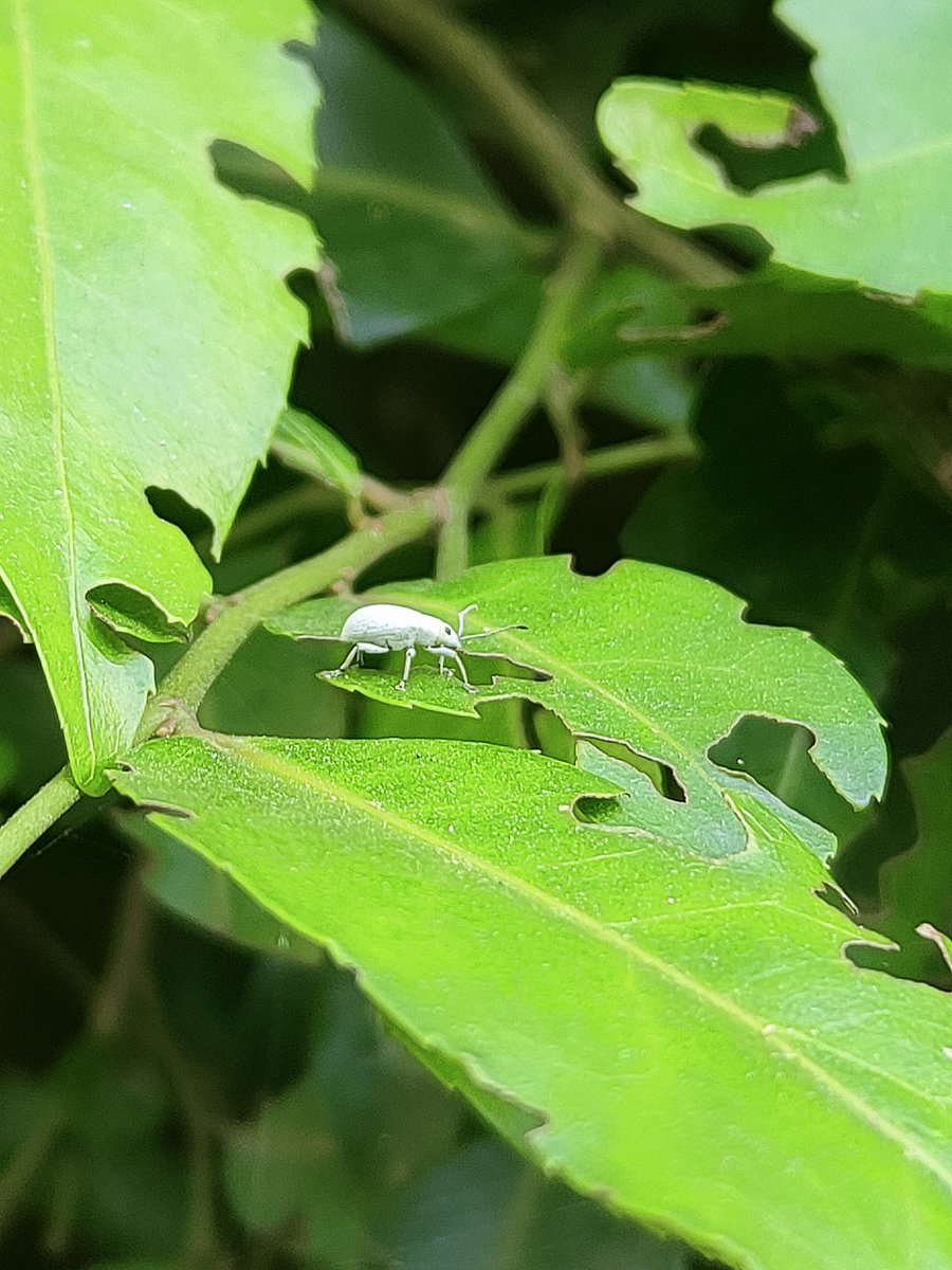 Vertikapatel's tweet photo. The art and the artist!
Spotted this White weevil at @NzpDelhi #zoomania
#insects #smallinsects https://t.co/lA8U8GpSJF