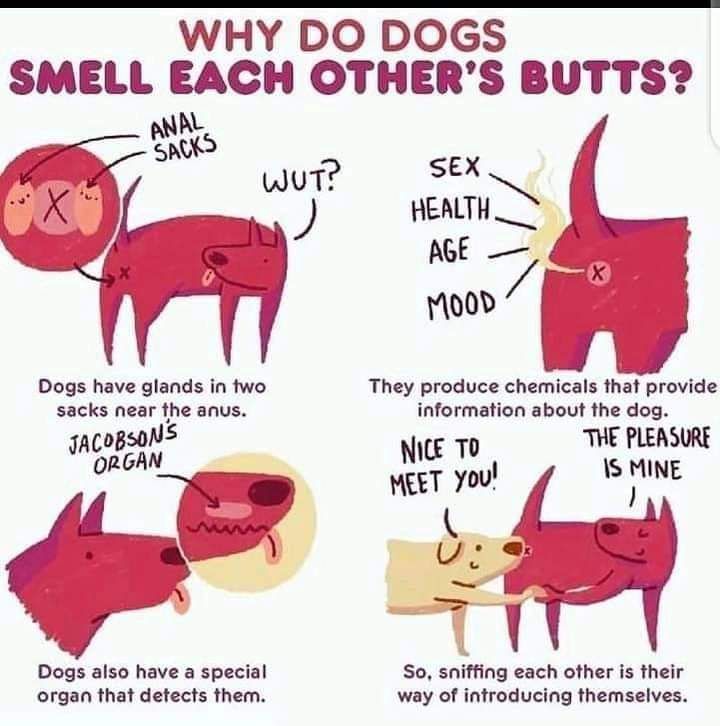 CommandosKennel's tweet photo. Fun Facts: Here's Why Dogs Smell Each Others Butt
.
#dogfacts #commandoskennel #dogsofinstagram #dogsoffacebook #dogsoftwitter #lovedogs #intags https://t.co/xrDYOLcStH