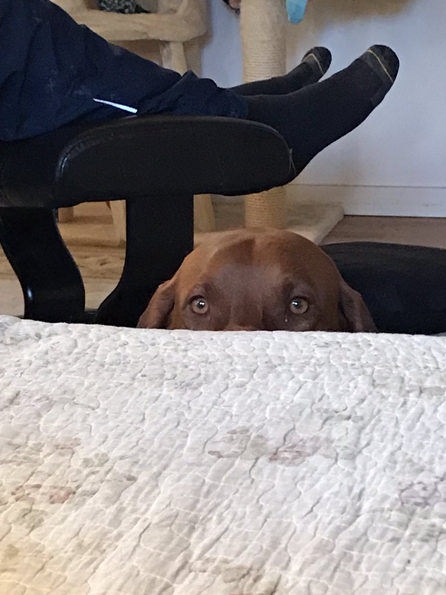 TraceTrait's tweet photo. You forgot to give me my chewie. #mrsubtle #dogs #dogsoftwitter #vizsla https://t.co/Z7HneDrCRJ