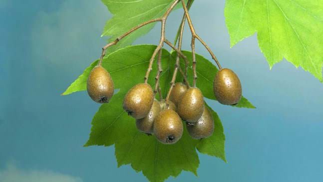 wild_nearly's tweet photo. @PosyHill1 @artfreak20 Fascinating. Presumably you didn’t blet (frost and rot) the fruit as claimed to make it edible/fermentable in beer?

Credit: WILDLIFE Gmbh / Alamy Stock Photo https://t.co/8f3azw9E57