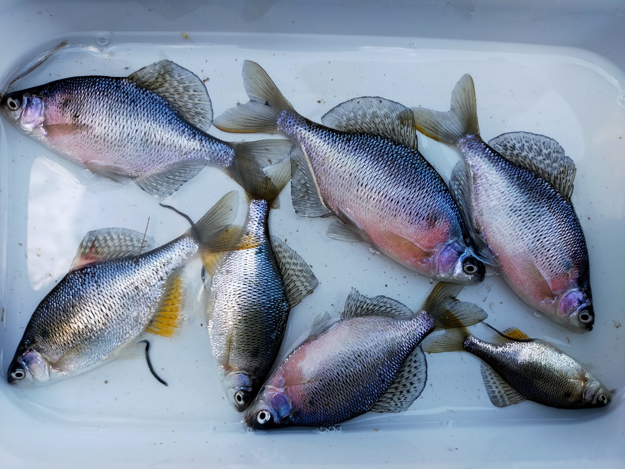 希少本！古本　西東社　Fishing「タナゴ」釣り　昭和40年12月10日発行 希少本！古本 西東社 Fishing「タナゴ」釣り 昭和40年12月10日発行