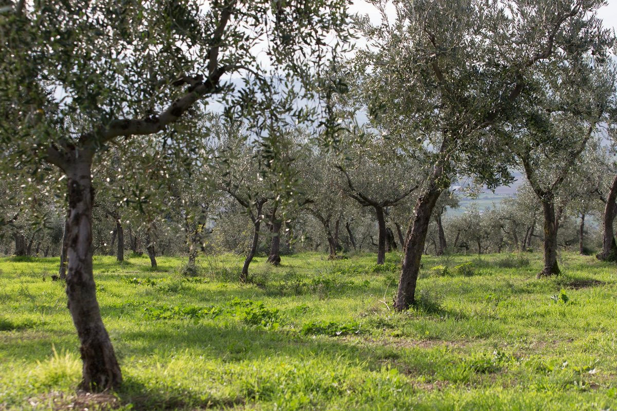 cciaaumbria's tweet photo. #Mencaroni 'L'identità olivicola dell'Umbria è forte di prodotti di alta qualità e l’offerta oleo-turistica può essere  motore di un nuovo sviluppo' #olio #umbria #FrantoiAperti #Camminatatragliolivi https://t.co/XGWE1DQGhg