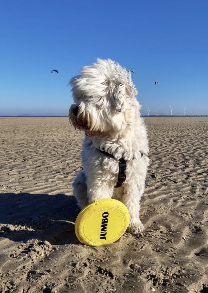 Hallo jumbo!

 ⁦<a href="/JumboSupermarkt/">Jumbo Supermarkten</a>⁩
#strandleven ⁦<a href="/provzeeland/">Provincie Zeeland</a>⁩ #Zeeland #kust #hondenleven