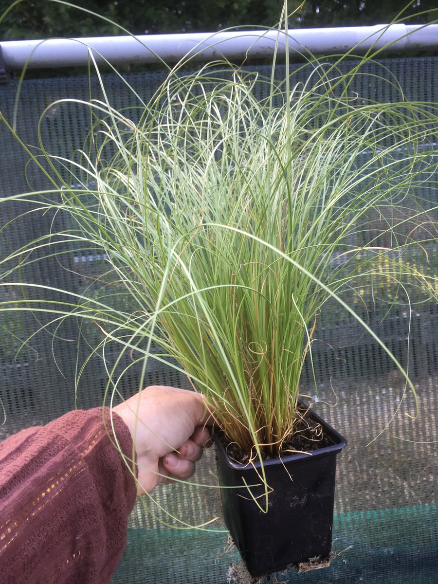 HurdletreeAly's tweet photo. #peatfree grass plants grown in Lincolnshire from seed to plant. https://t.co/Bl2tPFbJXg https://t.co/QFqJCvNEs3