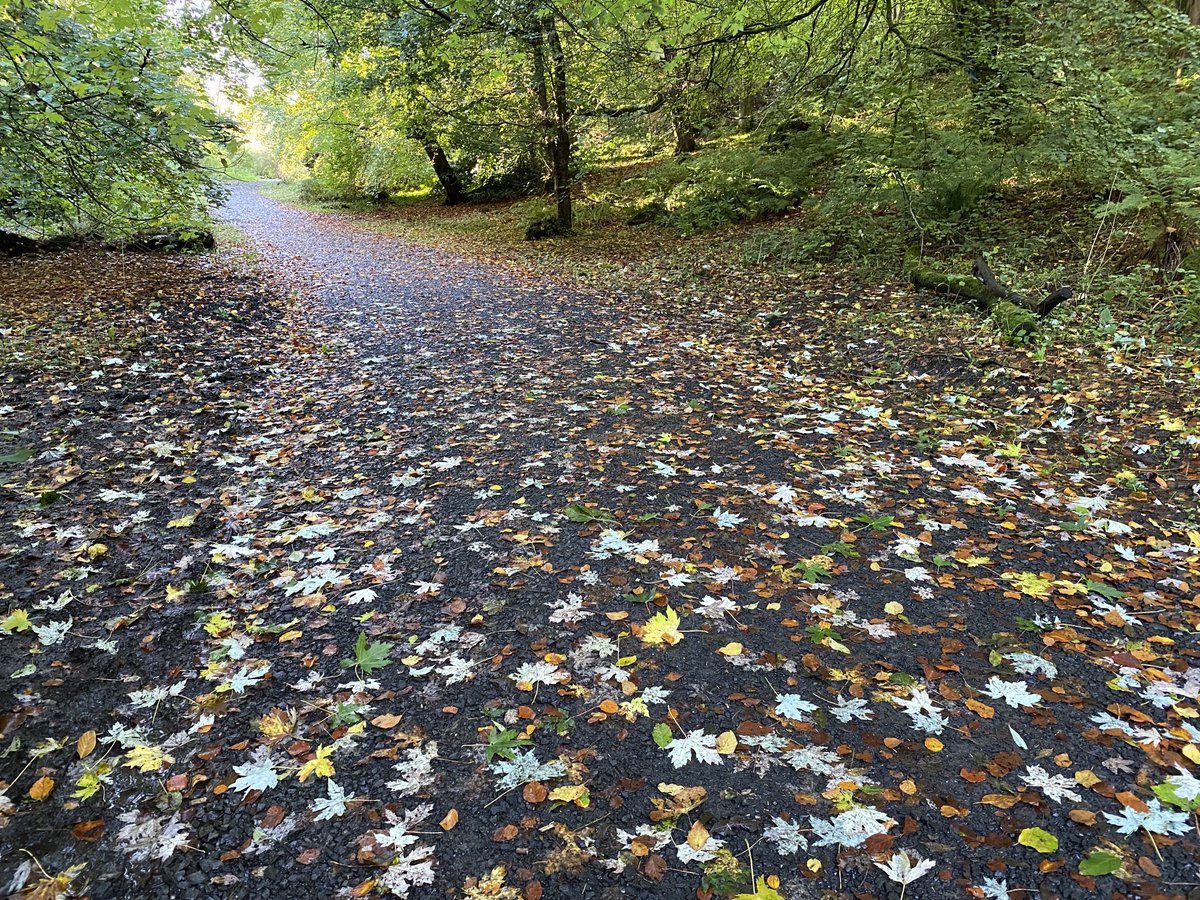 EllieKa66133452's tweet photo. From #Downhill #BlackGlen covered in #autumn leaves to Sandy beach beautiful #Castlerock glorious #Sunday morning https://t.co/oufHuuWVHw