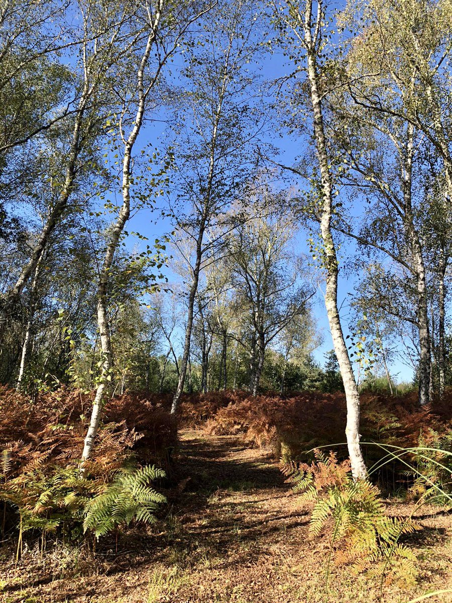 Fougères, bouleaux et grand ciel bleu, beautiful Sologne 🍂💙👌🏼 #SundayMorning #Sologne